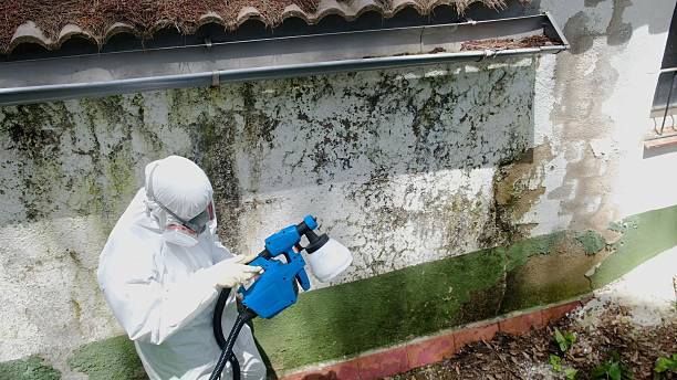 Top rated local Mold Remediation specialists in Palmetto, GA